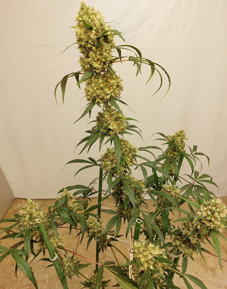 Zamaldelica x Panama #2 indoor plant ripening.jpg