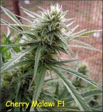 Cherry Malawi (13).jpg