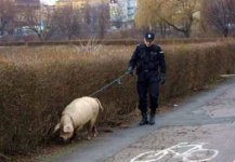 pig officer.jpg
