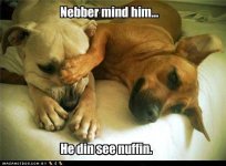 funny-dog-pictures-nebber-mind-him.jpg