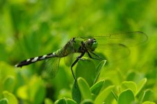 dragonfly1024.jpg