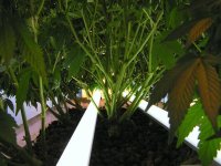 Indica,  led under the canopy.JPG