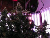 Indica left and right sativa in center.jpg
