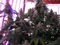 Sativa middle indica top and middle.jpg