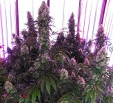 Stretched in foreground twins with indicas in back.jpg