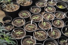 Panama Seedlings.jpg