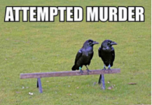 Attempted-Murder-500x346.png