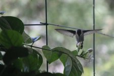 hummingbird with jasmin (2).jpg