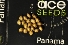 Panama Seed.jpg