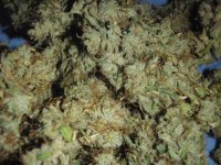 Ultimate%20ChemDawg%2008%20S1%20Harvest 03