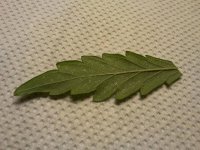 Leaf Spots - 2.jpg
