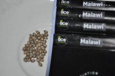 Malawi Seed Packs.jpg