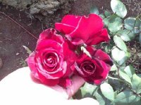 gulch roses.
