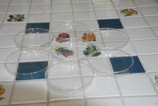 6 in Petri dishes with lids.jpg