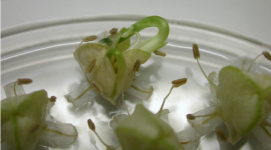 germinating onion flower bud.png