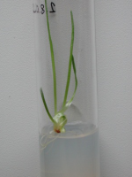 haploid onion from flower bud culture.png