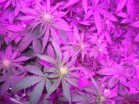 week-two-beginning-marijuana-cannabis 021.jpg
