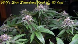 BOG's Sour Strawberry Kush @ 45 days