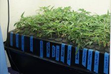 11 3 2012 seeds and seedling and clones 006.jpg