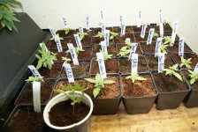 11 3 2012 seeds and seedling and clones 011.jpg