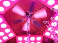 28 inch fan centered in the LED growlights.jpg