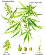 schema_cannabis.jpg