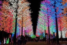 LED trees.jpg