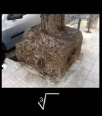 square root of tree.jpg