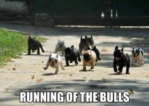 running of the bulls.jpg