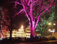 streetlight trees.jpg