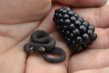 tiny snake.jpg