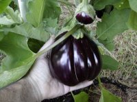 eggplants 08.1.JPG