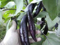 eggplants 08.2.JPG