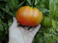 ugly tomato2.JPG