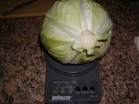 a4 pound cabbage.1.JPG