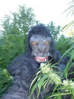 Gorilla Grower.jpg