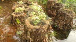 Maui Waui Seedlings Afloat.jpg