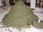 marijuana_pile.jpg