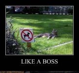 like a boss.jpg
