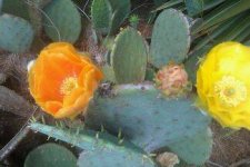 cactus flowers.jpg