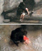 gorilla rescue.jpg