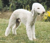 bedlington-terrier-8.jpg