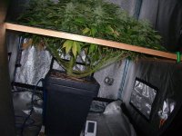 Pure Power Plant @ 40 days 12/12