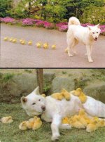dog and ducks.jpg