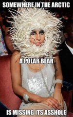 polar bear arse.jpg