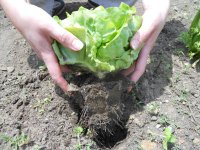 lettuce roots.jpg