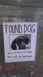 found dog.jpg