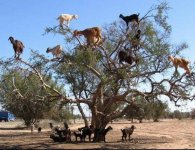 goats in a tree.jpg