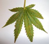 calcium-deficiency-leaf-sm.jpg