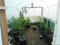 updated greenhouse 006.jpg